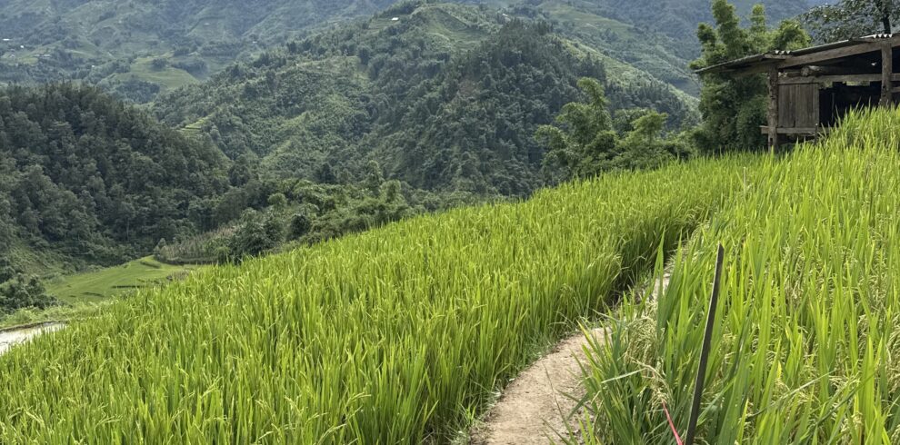 Narrow trekking path through rice terraces in Ta Van village Sapa Vietnam